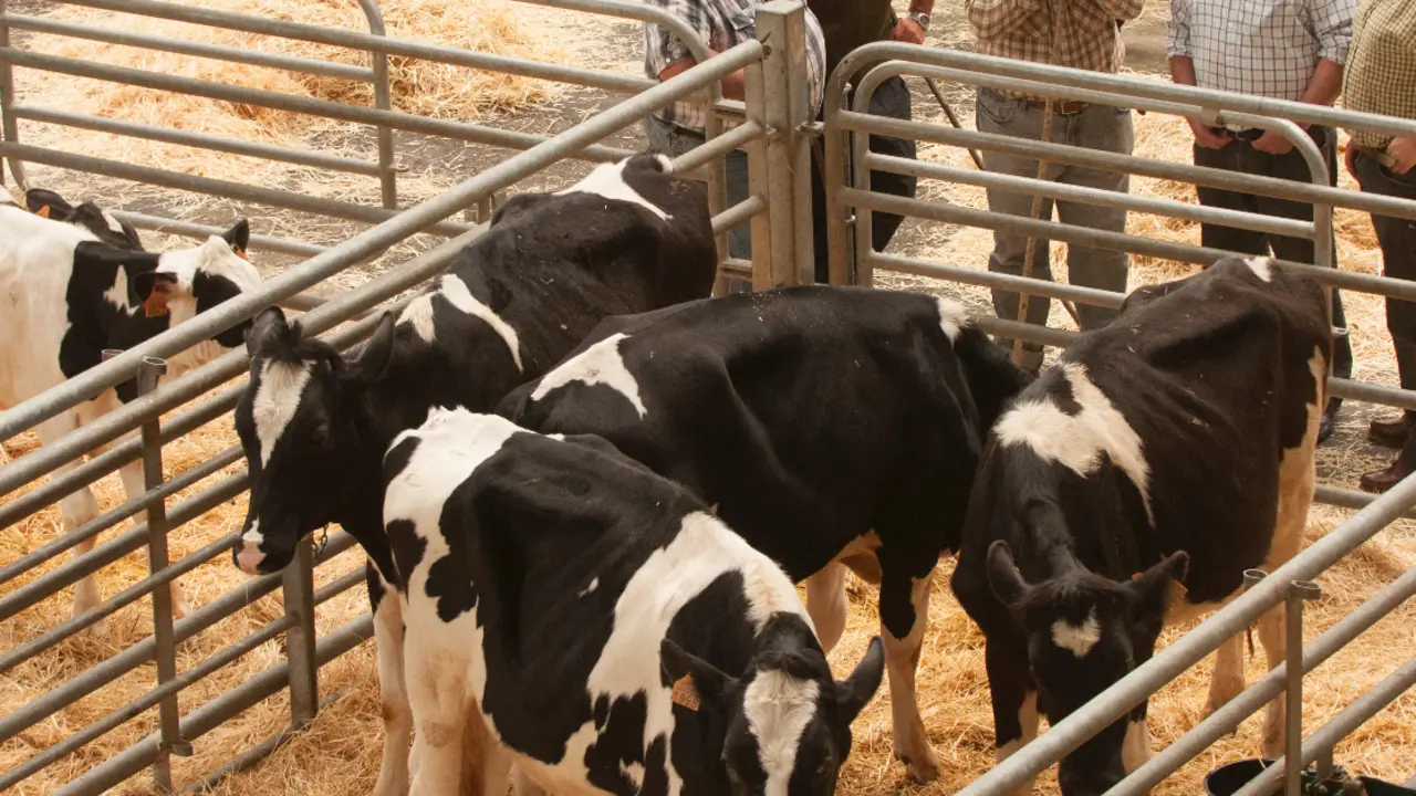 Varios ganaderos en el Ferial de Torrelavega. / S.DIAZ