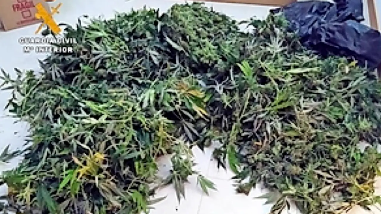 Marihuana intervenida en Saro. / ALERTA