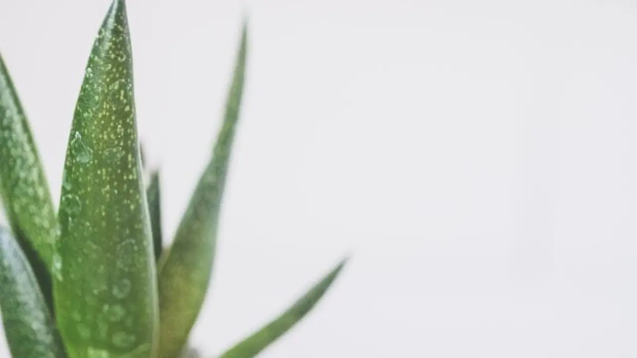aloe