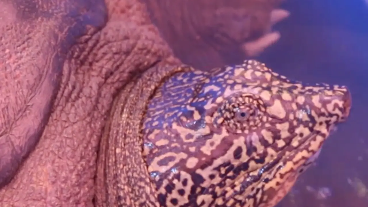 Los conservacionistas y veterinarios han anunciado recientemente  
anunciaron que la tortuga vietnamita es una hembra.