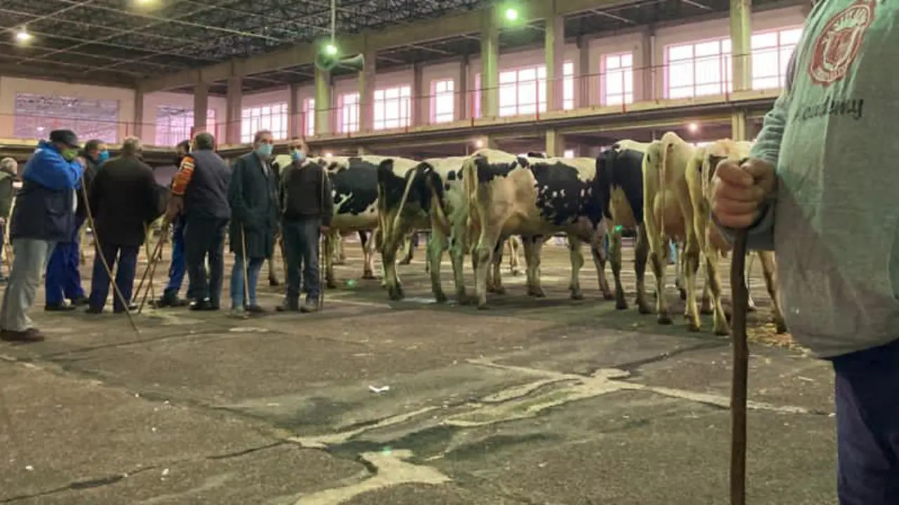 Varios ganaderos en la feria de ganados de Torrelavega. / ALERTA