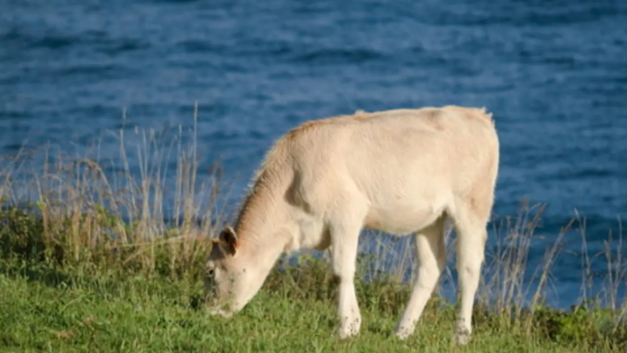 Una vaca pasta en costa occidental de Cantabria. / ALERTA
