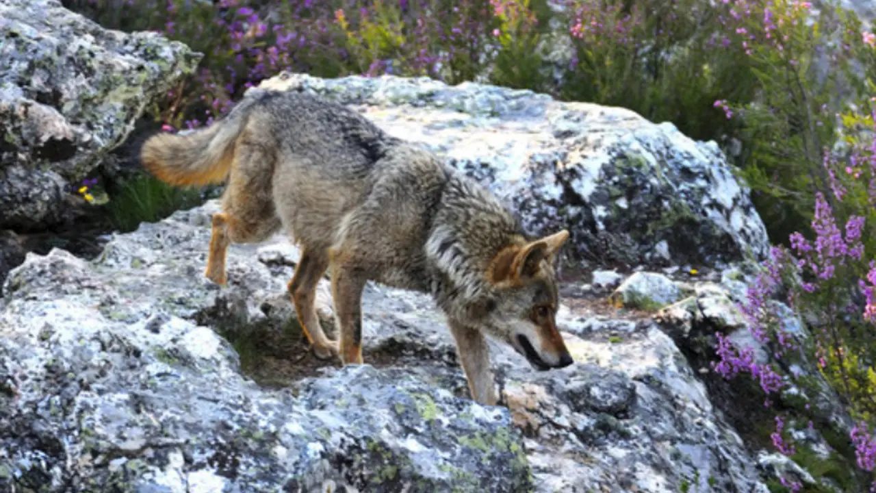 Lobo ib&eacute;rico