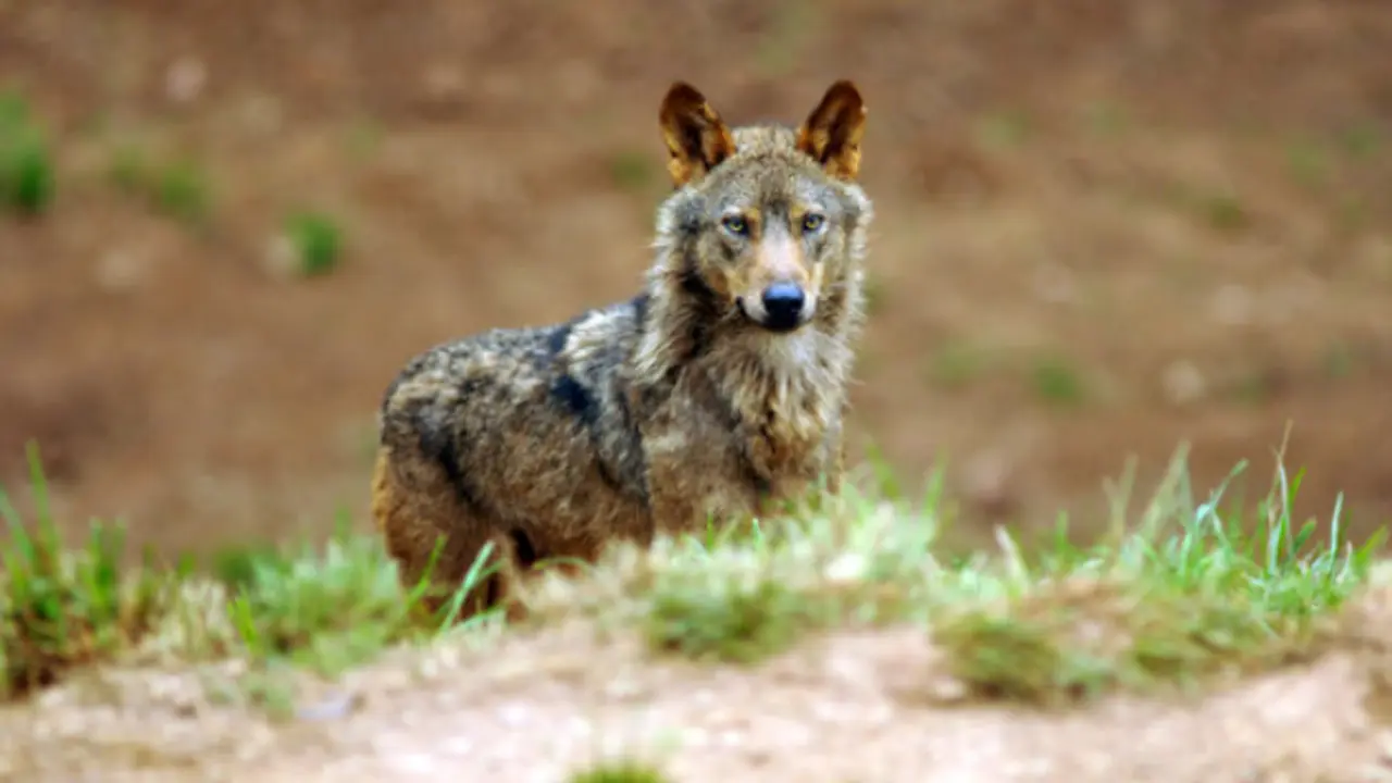 lobo ib&eacute;rico