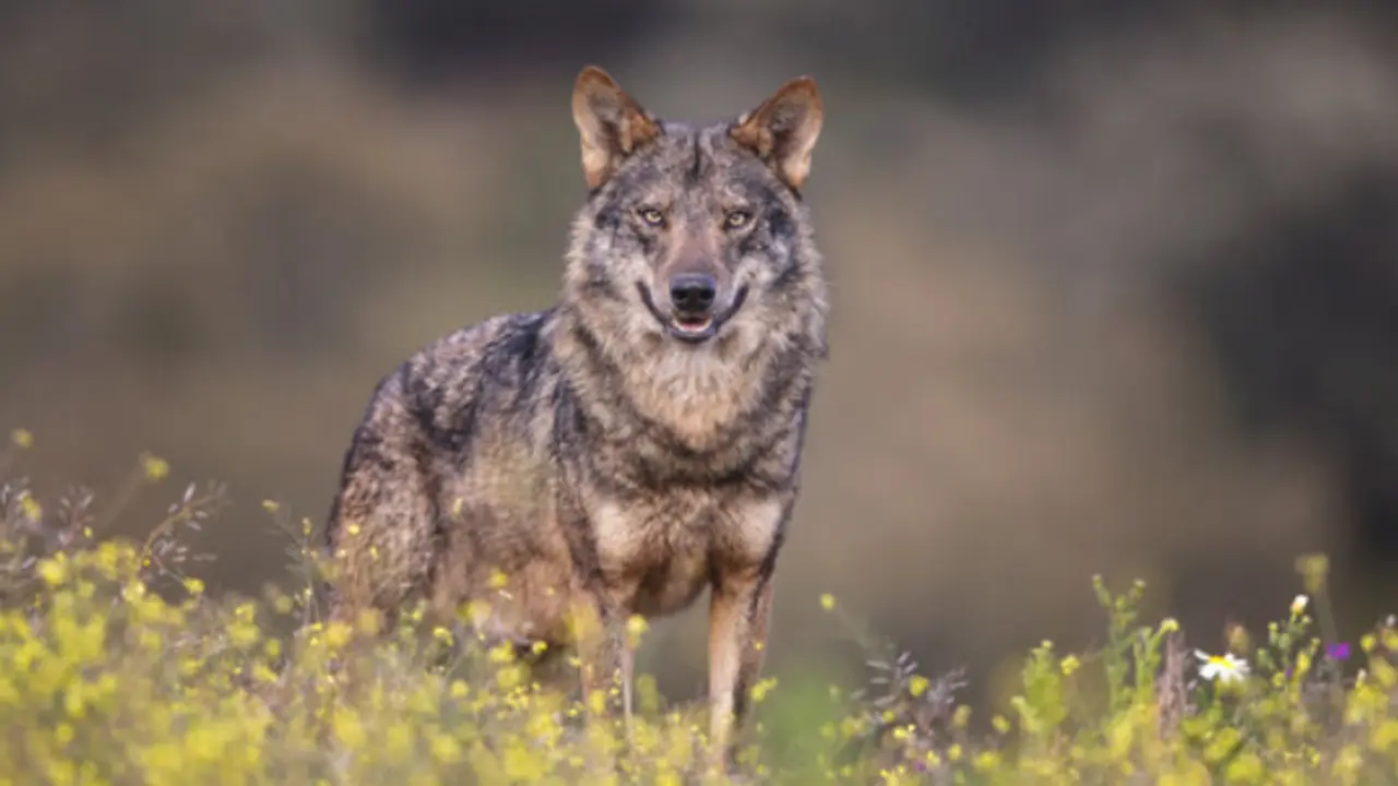 El lobo representa para muchos la parte m&aacute;s ind&oacute;mita de la naturaleza y es identificado con ideales como la belleza.