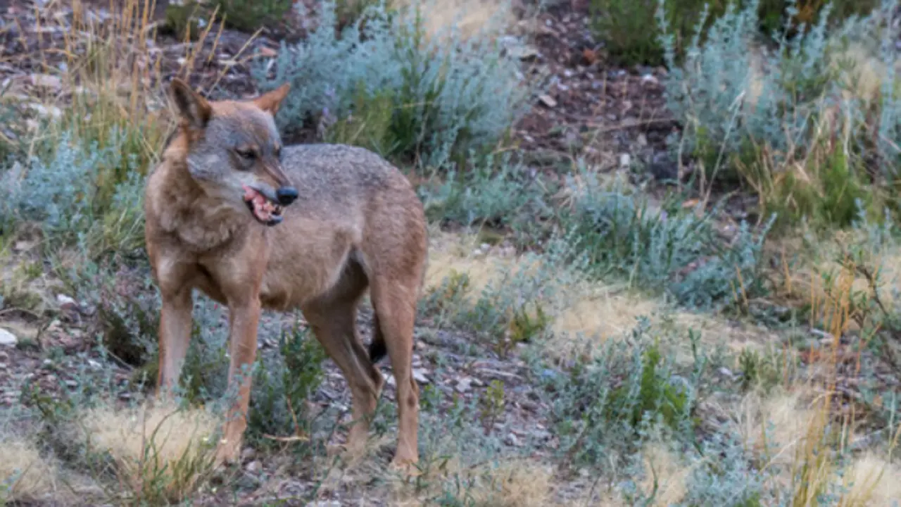 El lobo ib&eacute;rico.
