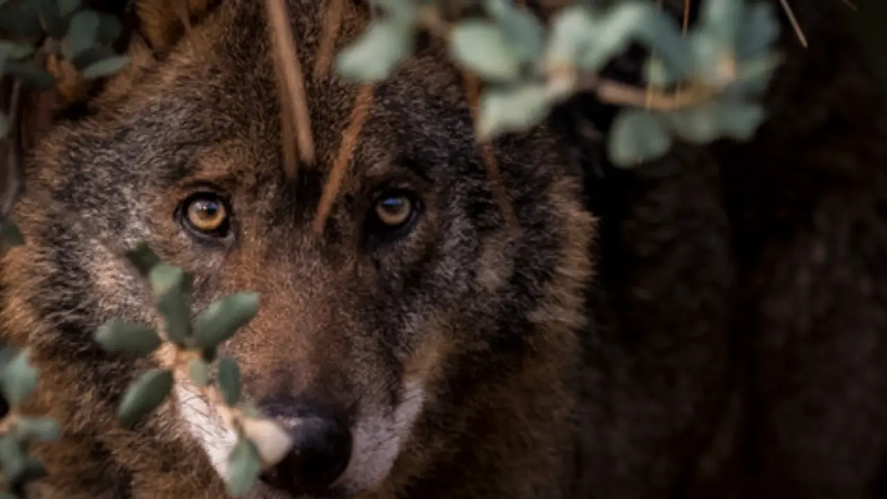 el lobo ib&eacute;rico