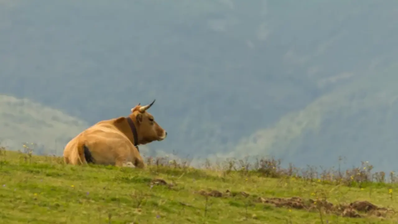 Una vaca pasta en los montes c&aacute;ntabros. / ALERTA