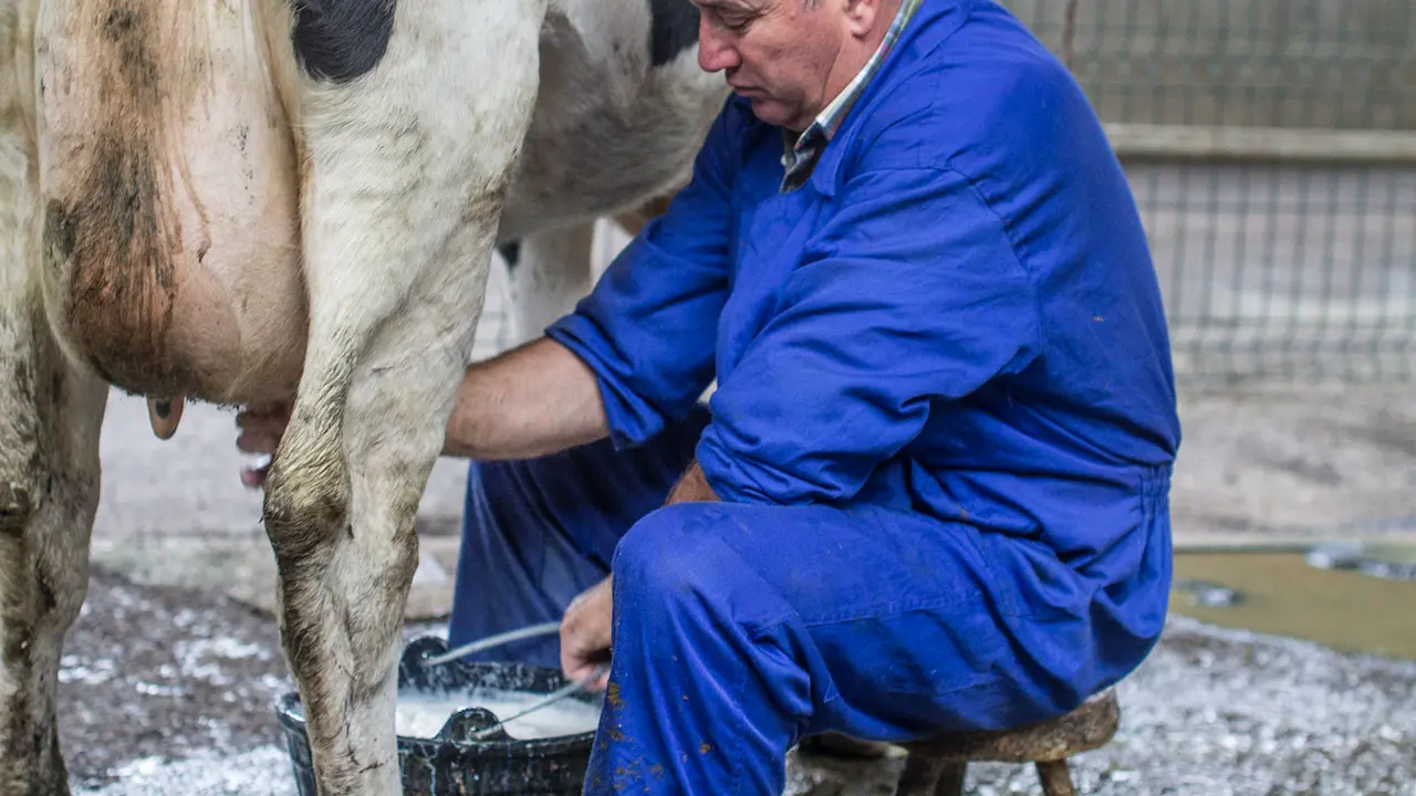 Un ganadero orde&ntilde;a una vaca en la Feria de Ganados de Torrelavega. / ARCHIVO / ALERTA
