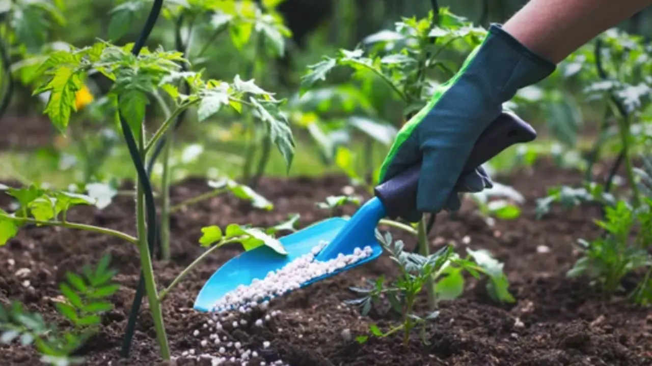 Cultivo ecol&oacute;gico