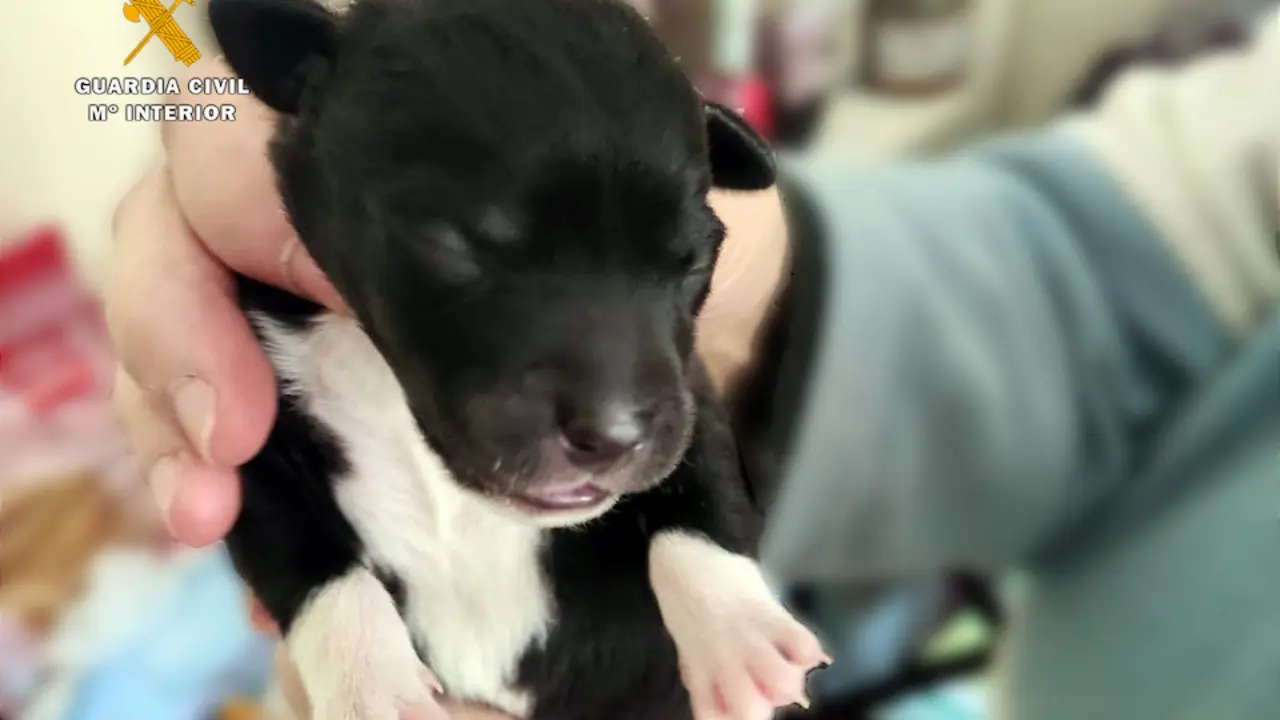 Un agente sostiene uno de los cachorros encontrados en el cubo de basura. / OPC