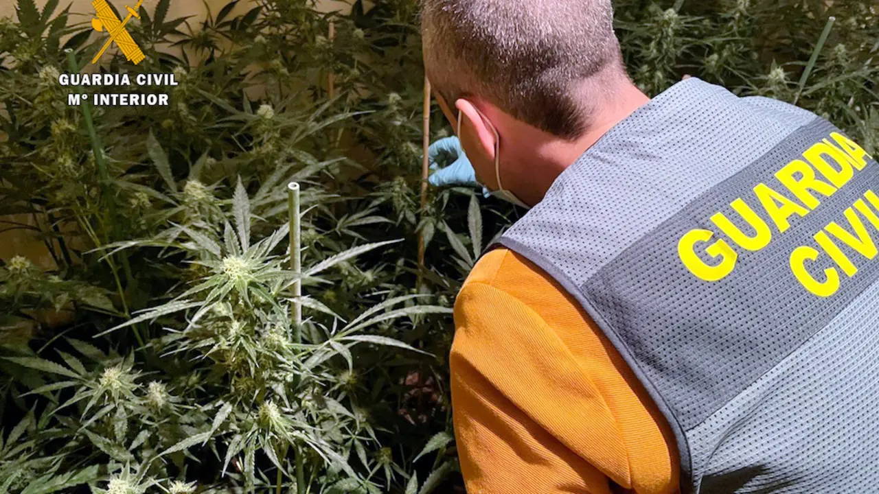 marihuana castro 1