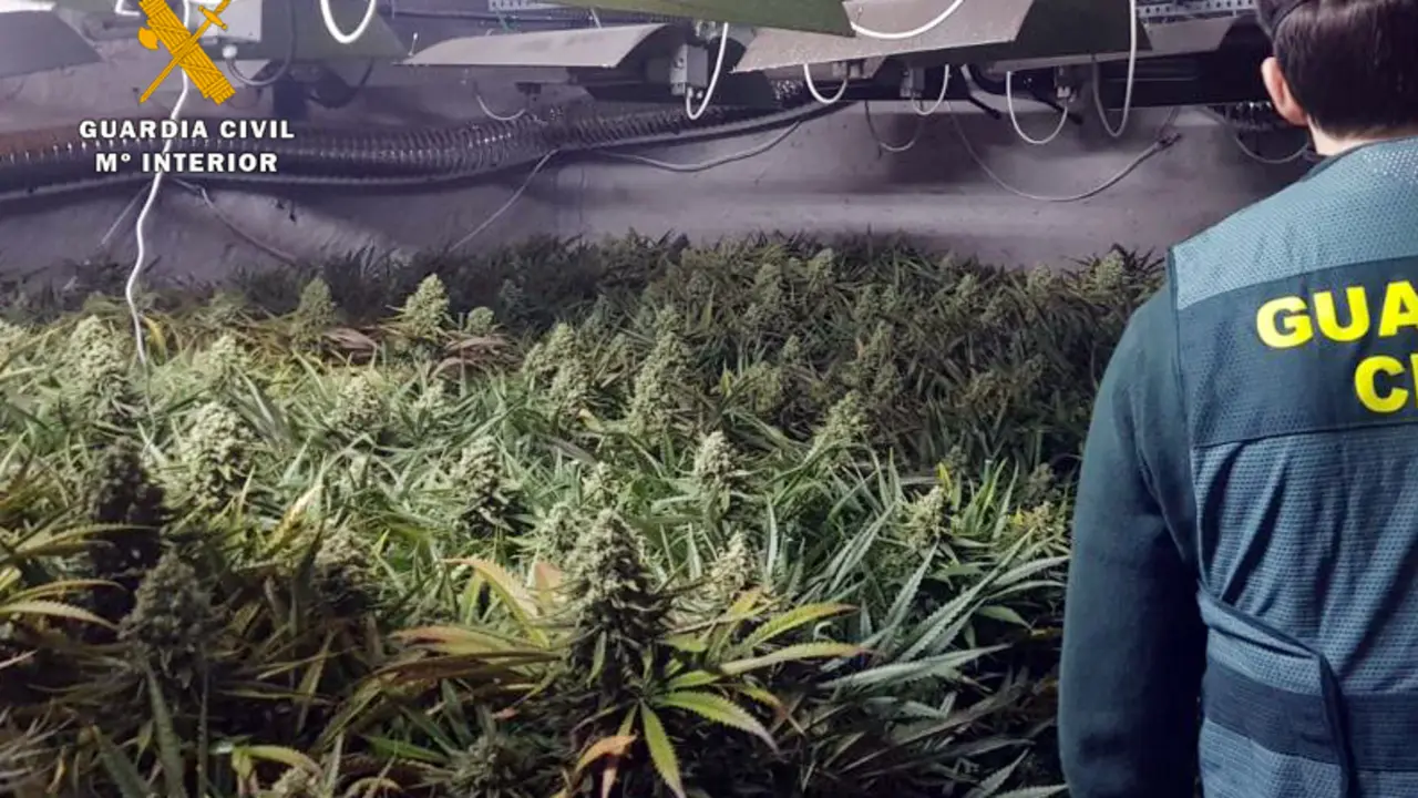 Un agente delante de la plantaci&oacute;n que ten&iacute;a la pareja en su casa. / OPC