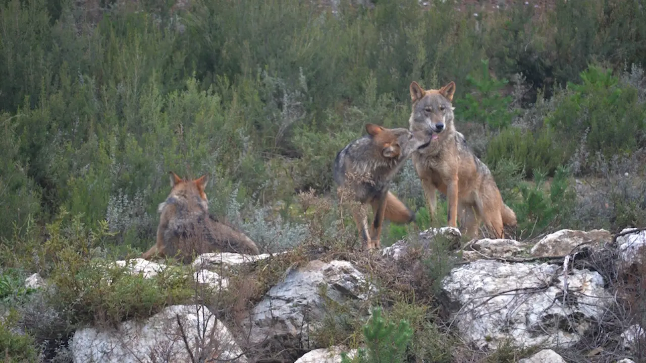 Ejemplares de lobo ib&eacute;rico. / E. PRESS
