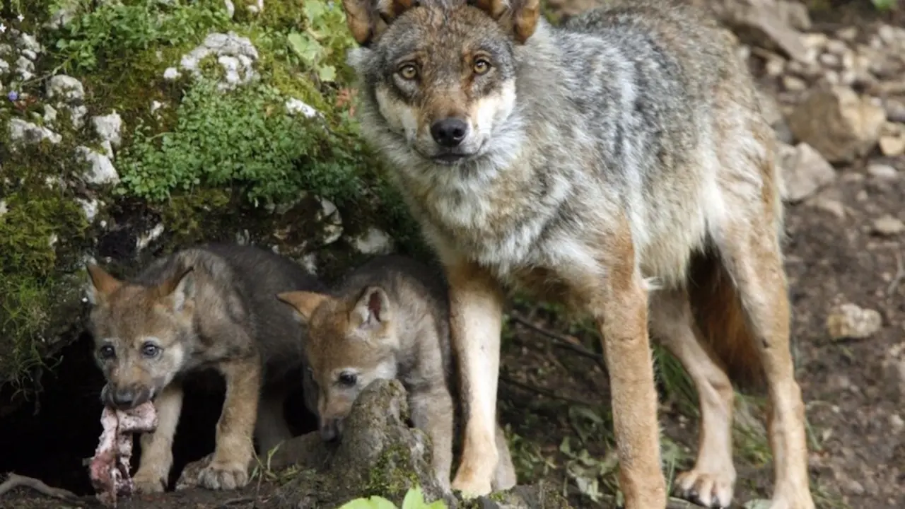 Un lobo ib&eacute;rico con dos cr&iacute;as. / E. PRESS