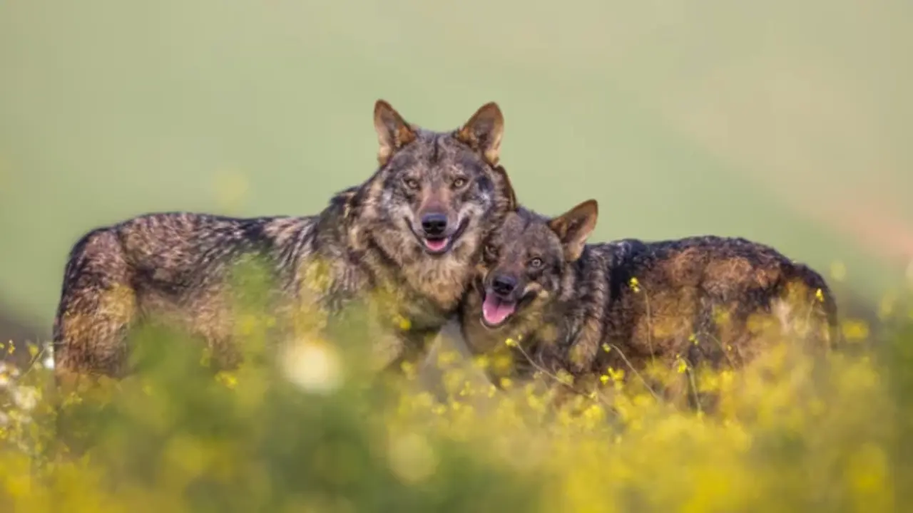 Dos lobos ib&eacute;ricos en los Picos de Europa.