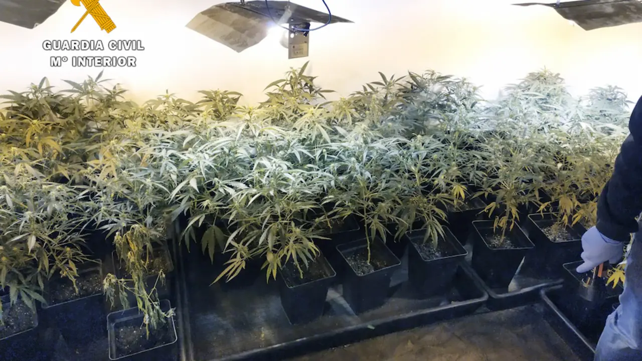 Un agente en la vivienda donde estaba instalado la plantaci&oacute;n de marihuana. / OPC