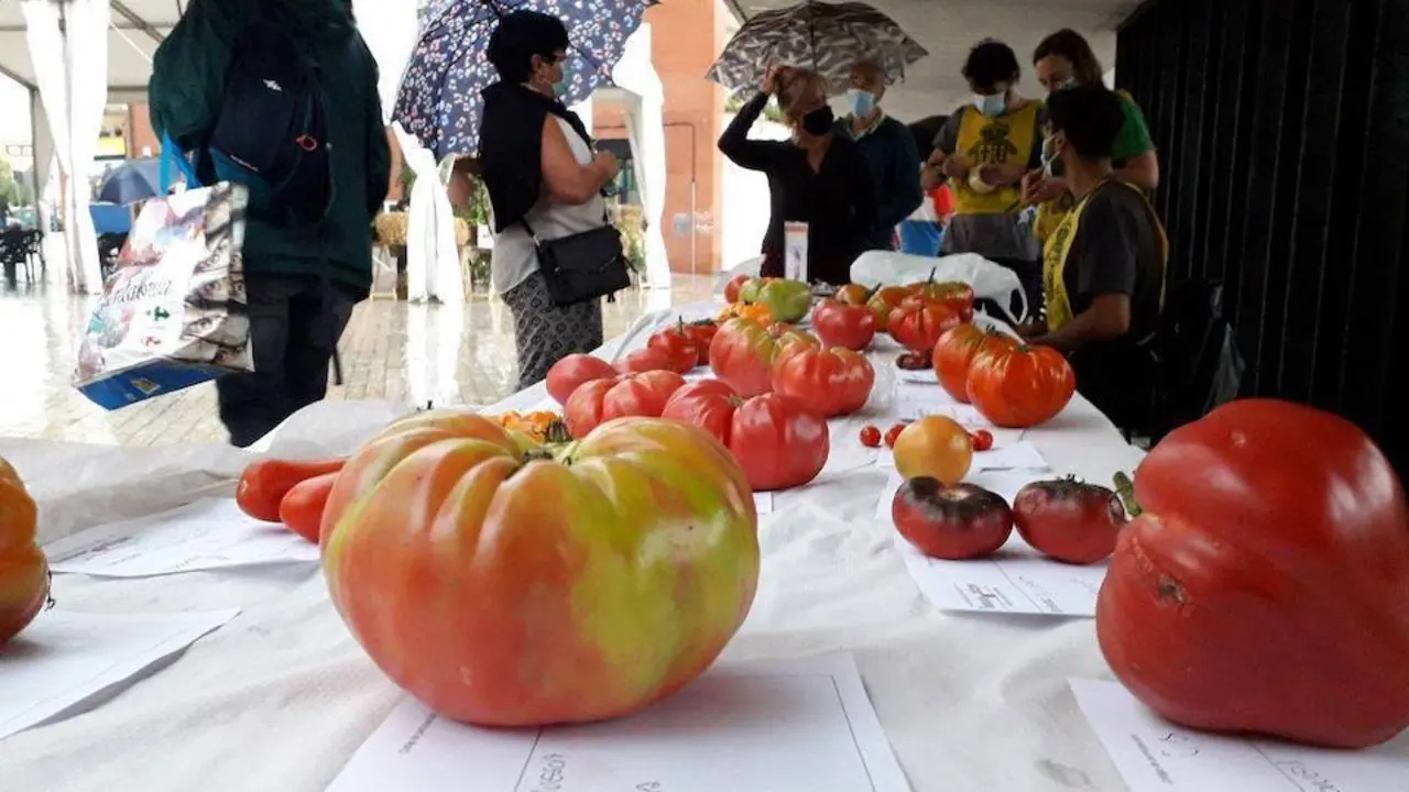 Feria del tomate antiguo Bezana