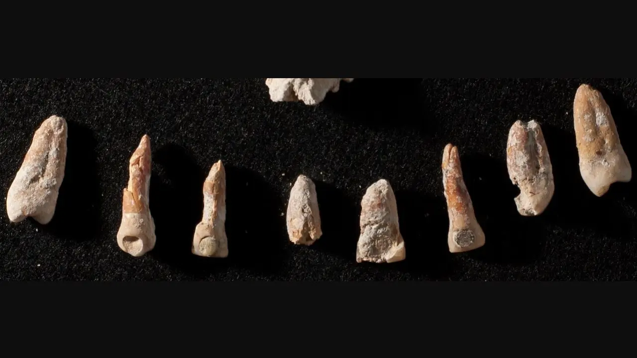 Incrustaciones dentales de jade y pirita en dientes de un entierro en una tumba maya de &eacute;lite no real en El Palmar, M&eacute;xico.