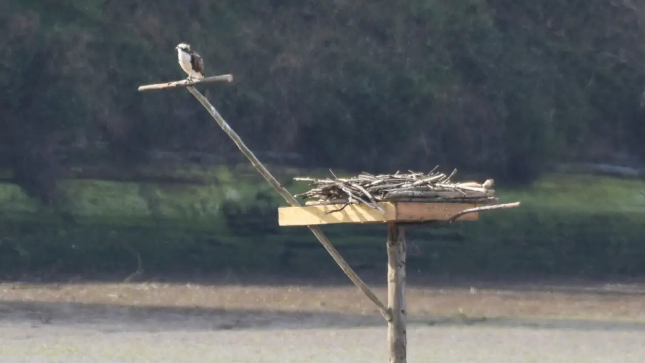 Ejemplar j&oacute;ven de &Aacute;guila Pescadora en la r&iacute;a de San Mart&iacute;n, Miengo. / S. G&Oacute;MEZ