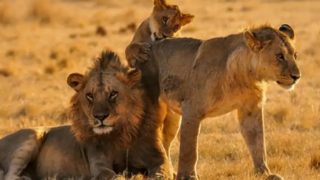 Los cad&aacute;veres de seis leones han sido hallados en el Parque Nacional de la Reina Isabel.