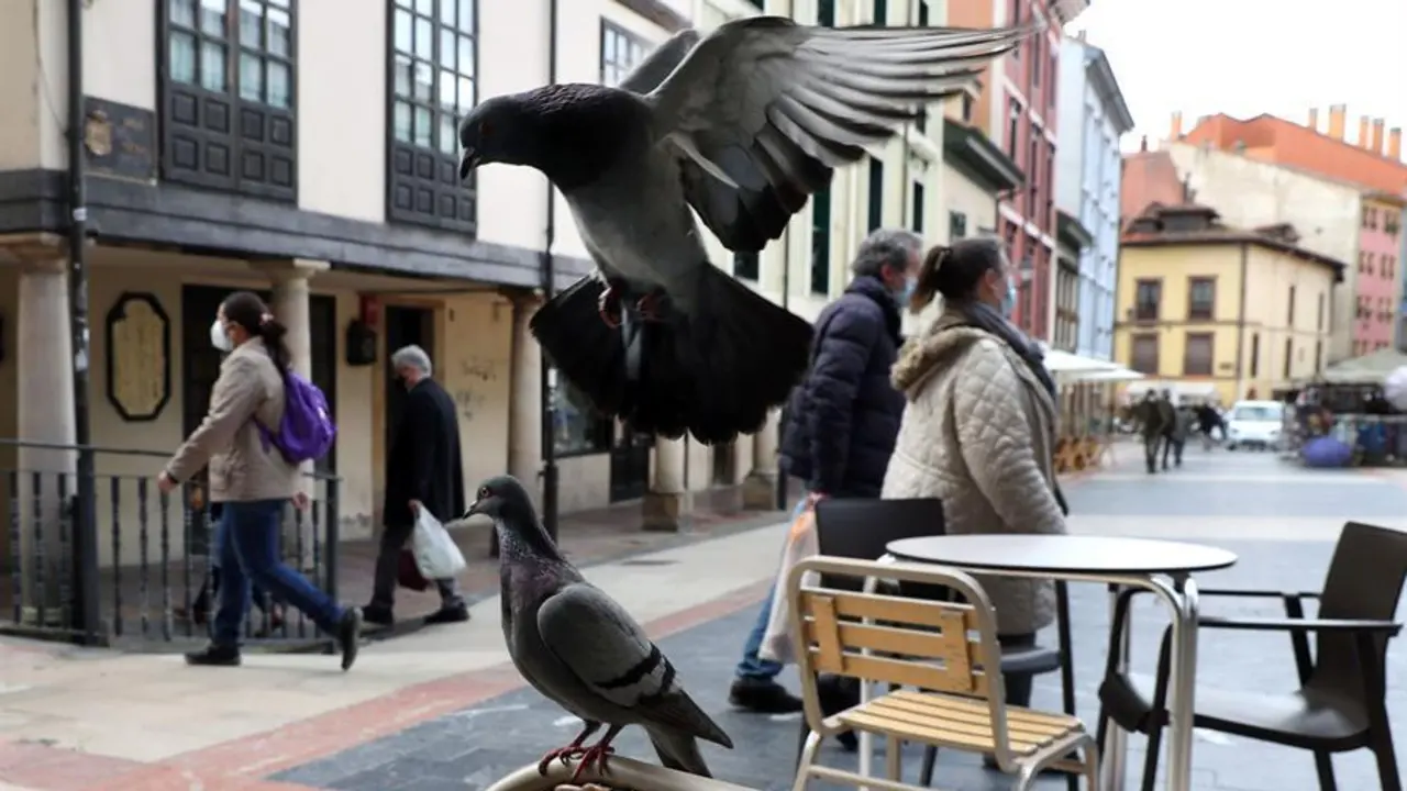 Palomas revolotean en una terraza del centro de Oviedo, este viernes. La Comisi&oacute;n de Urbanismo y Ordenaci&oacute;n del Territorio del Principado de Asturias (CUOTA) ha autorizado que los servicios de temporada, tales como los establecimientos de comidas y bebidas ubicados en el entorno de las playas, puedan funcionar este a&ntilde;o de manera excepcional desde el 1 de marzo, en lugar de a partir del 15 de mayo como recoge la norma, hasta el 30 de septiembre. EFE/J.L. CereijidoPalomas revolotean en una terraza del centro de Oviedo, este viernes. La Comisi&oacute;n de Urbanismo y Ordenaci&oacute;n del Territorio del Principado de Asturias (CUOTA) ha autorizado que los servicios de temporada, tales como los establecimientos de comidas y bebidas ubicados en el entorno de las playas, puedan funcionar este a&ntilde;o de manera excepcional desde el 1 de marzo, en lugar de a partir del 15 de mayo como recoge la norma, hasta el 30 de septiembre. EFE/J.L. Cereijido