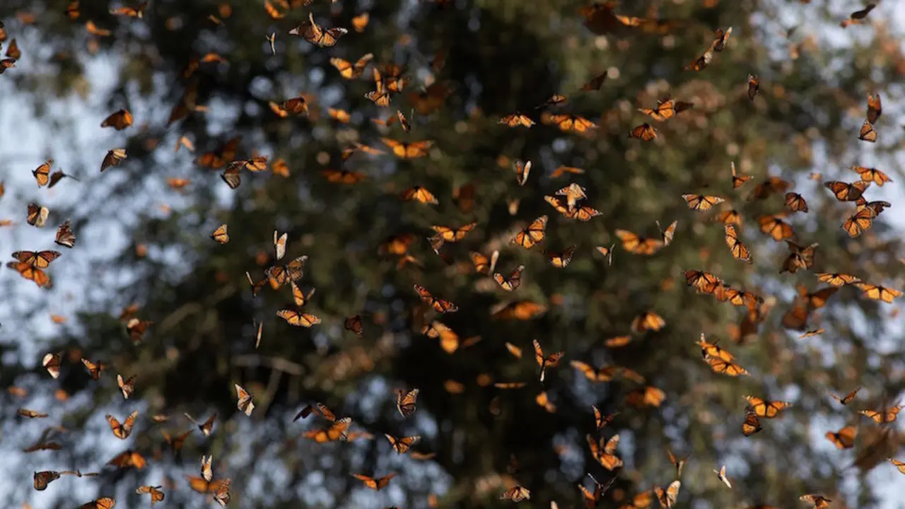 Vista del santuario de mariposas monarcas, en el municipio de Ocampo. / Enrique Granados