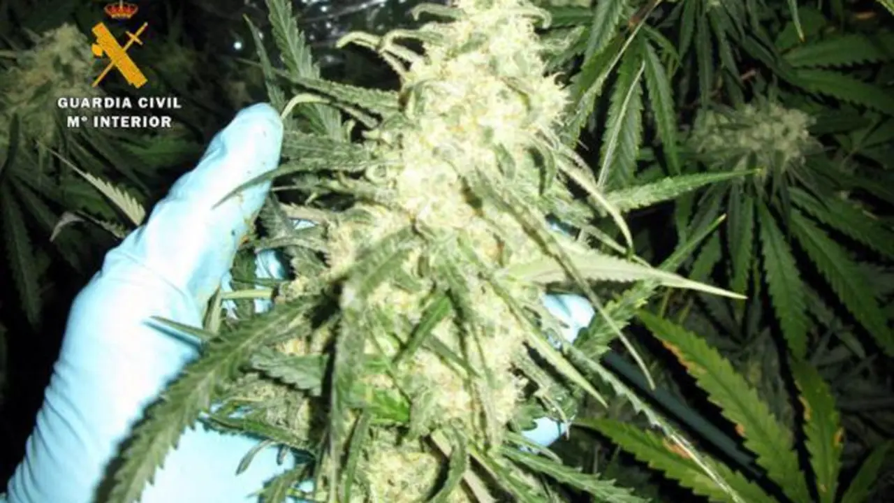 Las plantas estaban en su &uacute;ltima etapa de crecimiento. / OPC