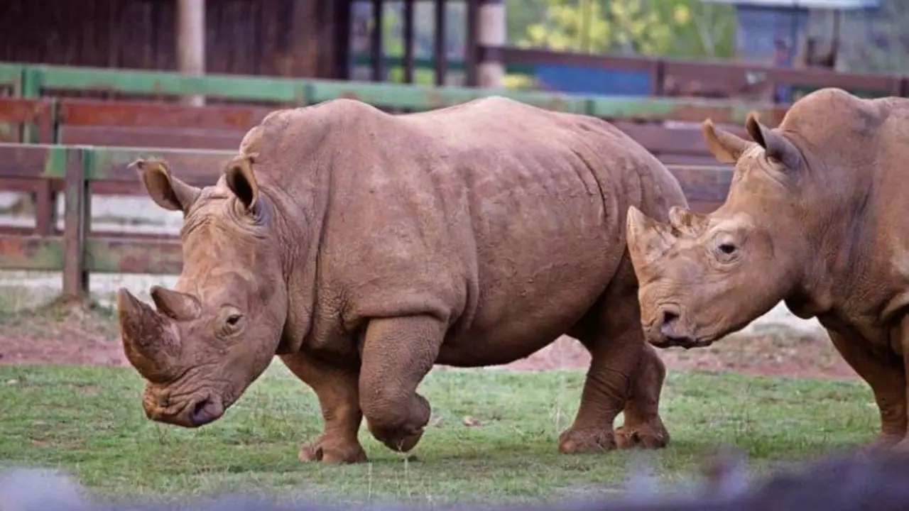 Rinocerontes en el Parque de Cab&aacute;rceno. / ALERTA