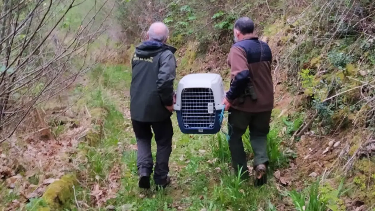 Un osezno de unos tres meses que estaba solo y aislado de su grupo familiar en los montes de Proaza ha sido localizado en las inmediaciones de la aldea de San Miguel y trasladado a dependencias del Principado tras considerar la Direcci&oacute;n General de Medio Natural que era la mejor opci&oacute;n para garantizar su supervivencia. EFE/ Principado De Asturias