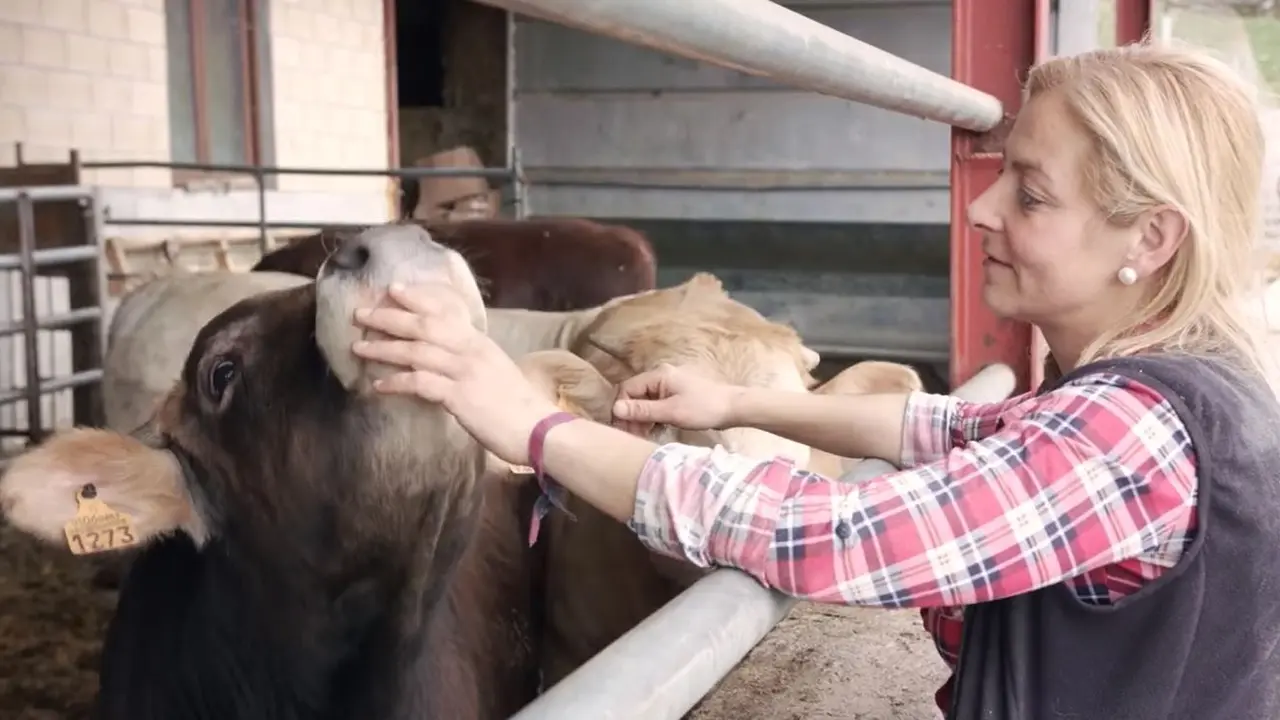 La diputada Marta Garc&iacute;a junto a una de sus vacas en la ganader&iacute;a que regenta. / ALERTA