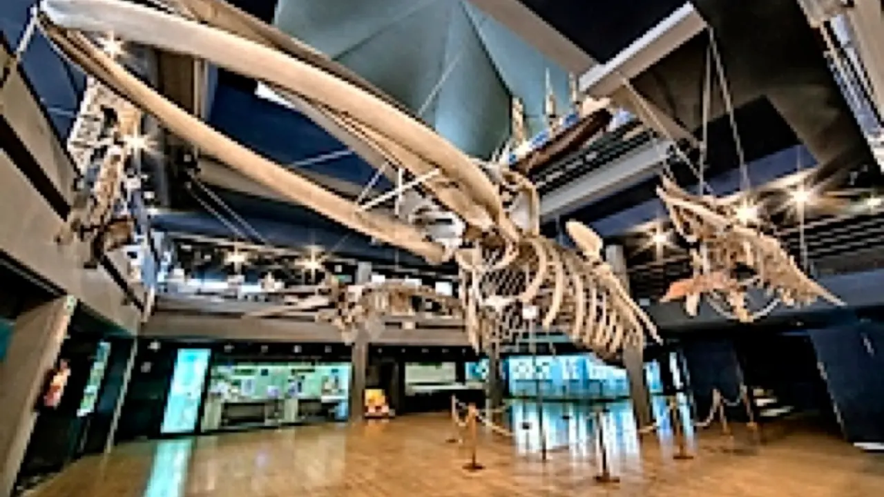 El Gobierno quiere relanzar el Museo Mar&iacute;timo del Cant&aacute;brico en su 40 aniversario y para ello prev&eacute; proyectos por un montante de m&aacute;s de 700.000 euros. / ALERTA