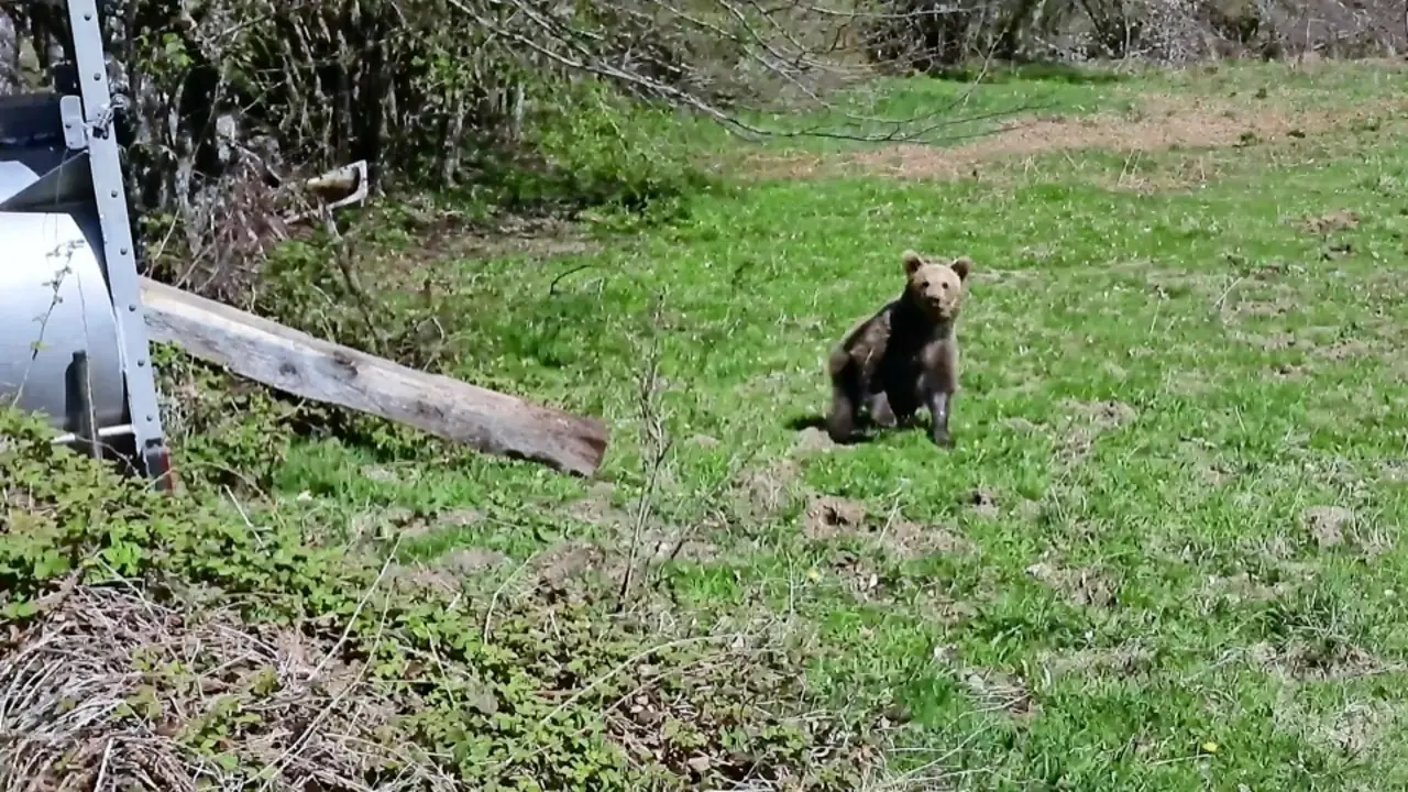 La osenza mira a las c&aacute;maras en el momento de su liberaci&oacute;n en su h&aacute;bitat natural en la comunidad vecina de Asturias. / ALERTA