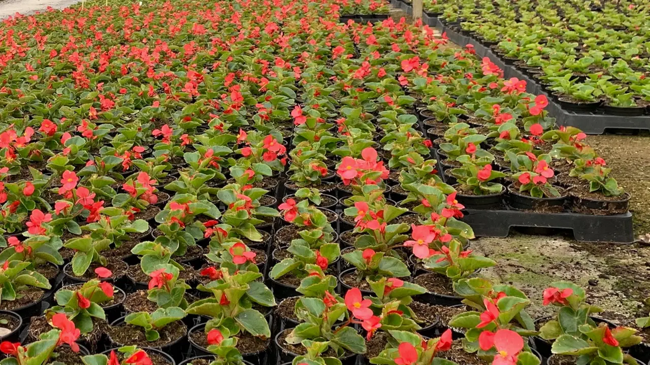 Plantas en el invernadero de Serca que se plantar&aacute;n por los espacios p&uacute;blicos de Torrelavega.