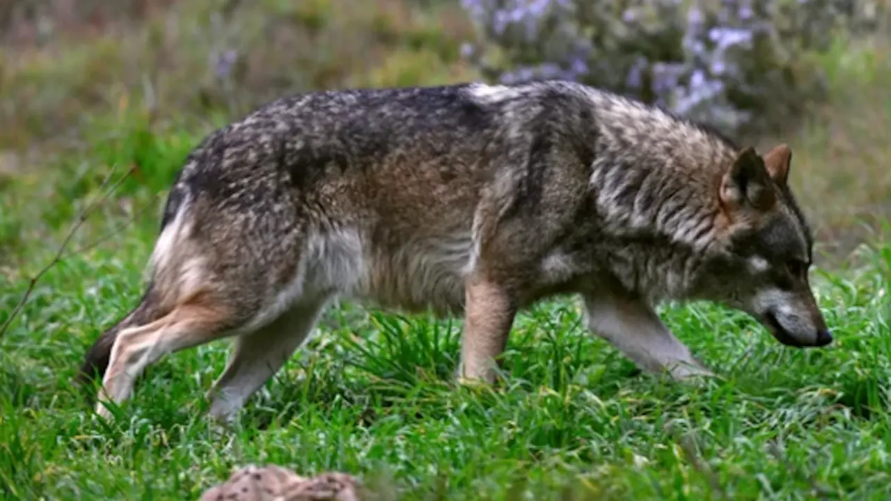 Lobo ib&eacute;rico.