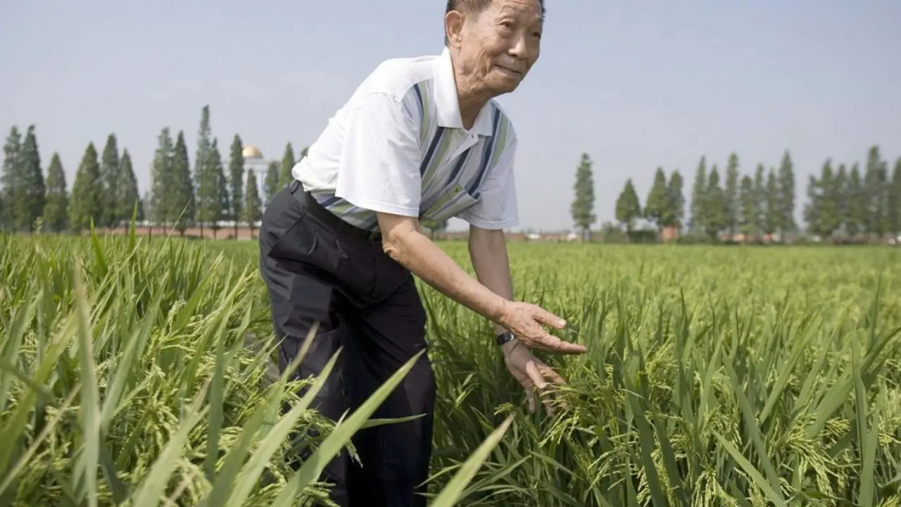 El cient&iacute;fico chino Yuan Longping muestra un cultivo experimental de arroz h&iacute;brido en un campo propiedad del Centro Nacional de Investigaci&oacute;n de Arroz H&iacute;brido en Changsha, en la provincia china de Hunan, . EFE/Adrian Bradshaw/Archivo