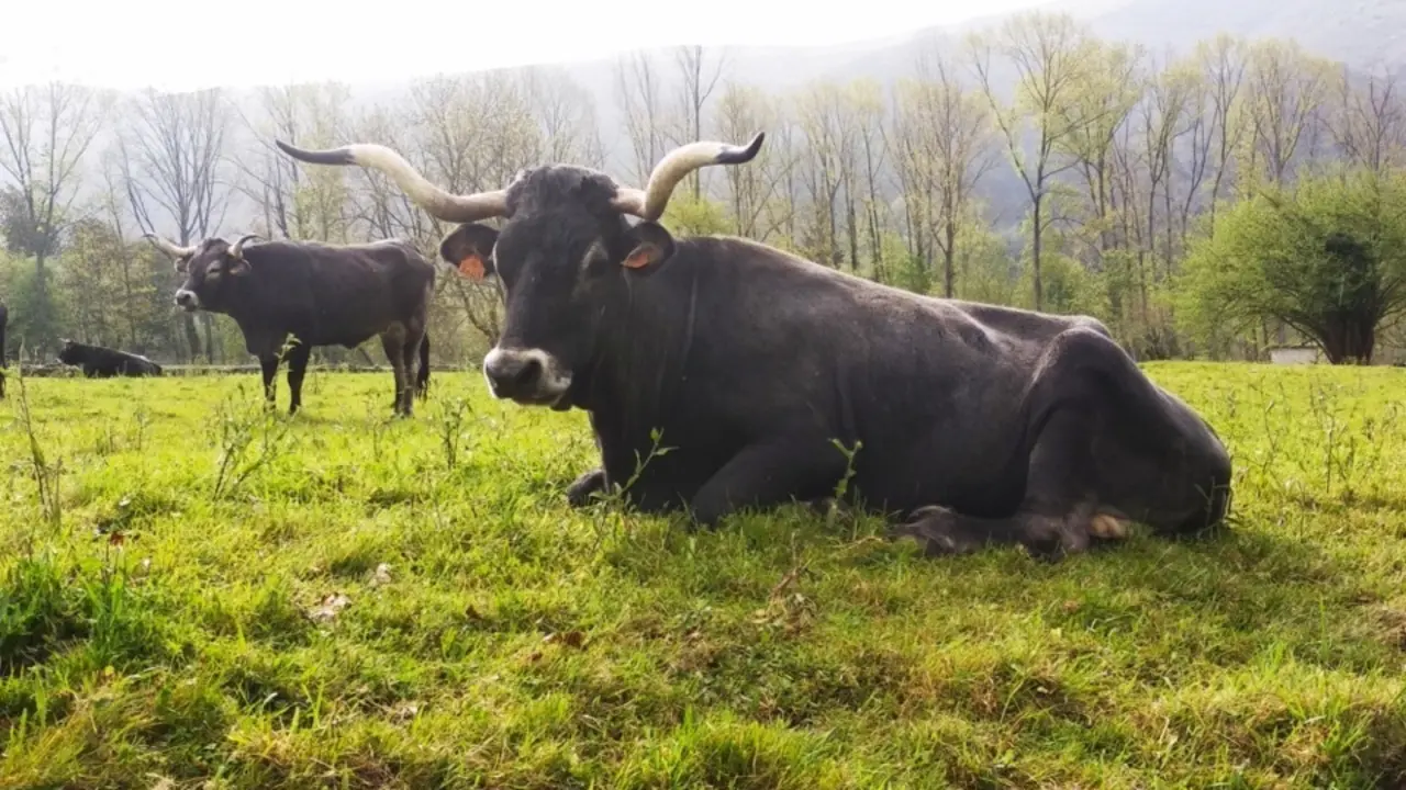 Ejemplares de vacas tudancas. / Saja