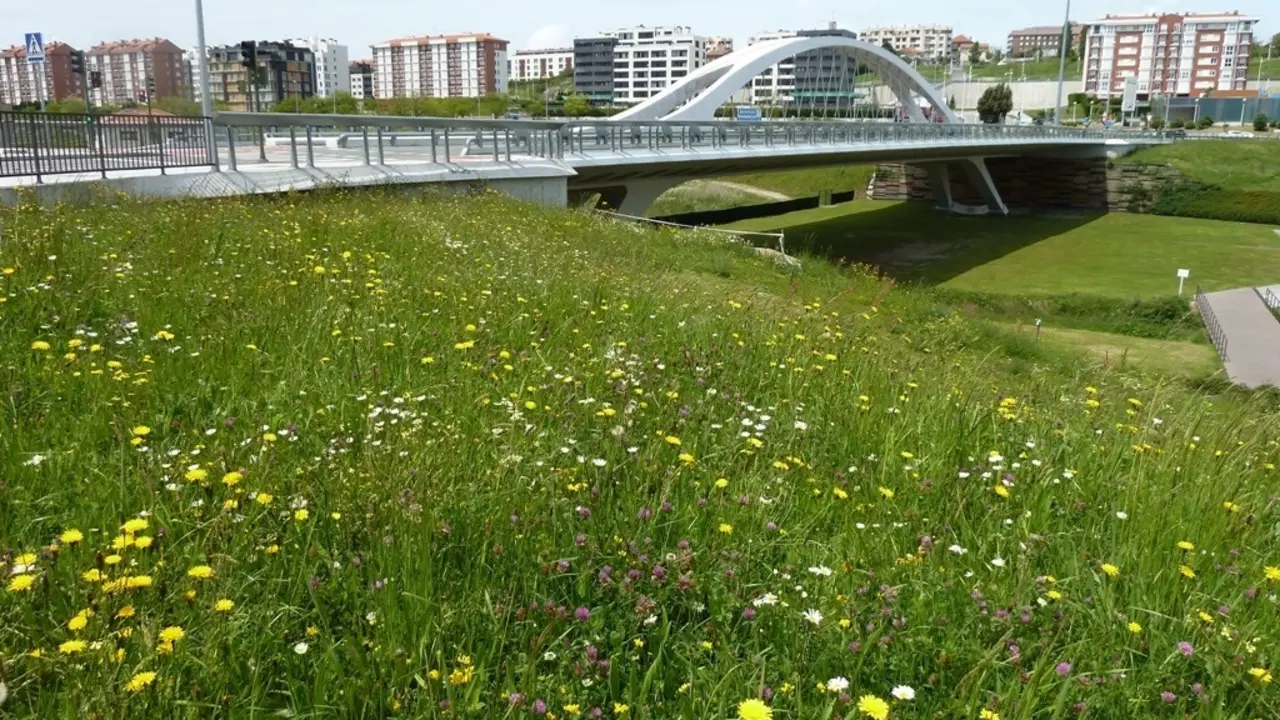 Archivo - Acci&oacute;n de fomento de la biodiversidad en el Parque de Las Llamas