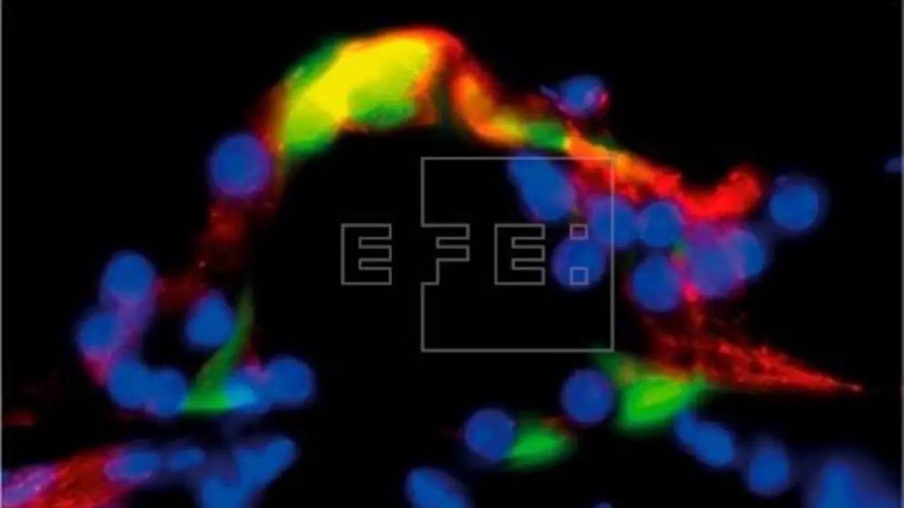Imagen microsc&oacute;pica que muestra la estructura conservada del receptor auditivo en los animales tratados con la mol&eacute;cula LPT99 cedida por el CSIC. EFE