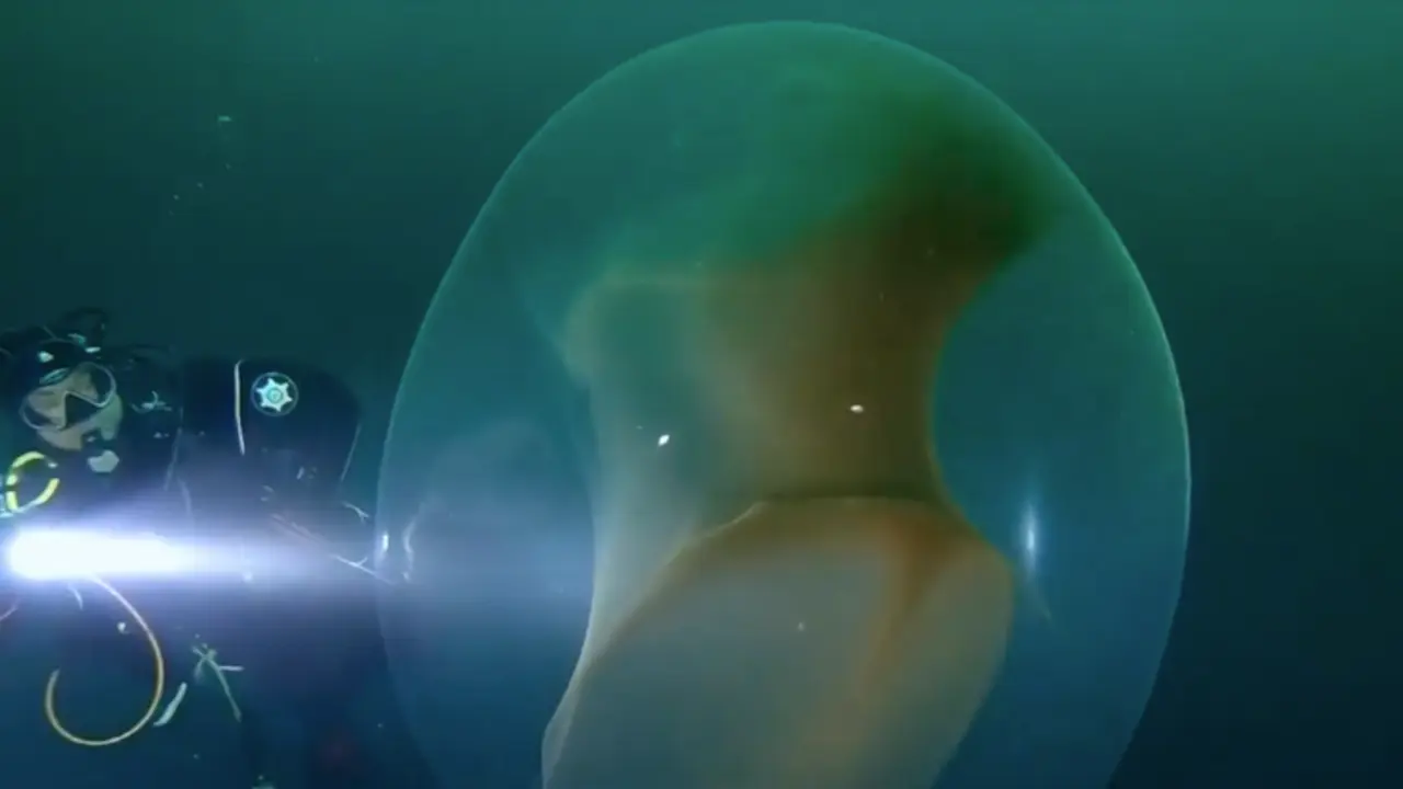 Imagen de una de las enormes esferas gelatinosas fotografiadas en el Mediterr&aacute;neo. / ANTENA 3