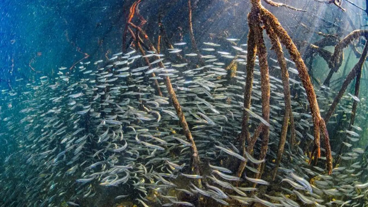Fotograf&iacute;a de archivo cedida este martes por Octavio Aburto de peces juveniles ra&iacute;ces de manglar en el a&ntilde;o 2019, en los Gal&aacute;pagos (Ecuador). Los manglares del archipi&eacute;lago ecuatoriano de Gal&aacute;pagos son ecosistemas claves para la diversidad de especies de peces, seg&uacute;n un estudio revelado este martes por la Fundaci&oacute;n Charles Darwin, la Universidad de California y con el apoyo de la Direcci&oacute;n del Parque Nacional Gal&aacute;pagos (DPNG). Se trata del estudio de diversidad y abundancia de peces en los ecosistemas de manglar m&aacute;s extenso que ha sido llevado a cabo en las Islas Gal&aacute;pagos, situadas a unos mil kil&oacute;metros de las costas continentales ecuatorianas y catalogadas Patrimonio Natural de la Humanidad por la Unesco. EFE/ Octavio Aburto /SOLO USO EDITORIAL/NO VENTAS/SOLO DISPONIBLE PARA ILUSTRAR LA NOTICIA QUE ACOMPA&Ntilde;A/CR&Eacute;DITO OBLIGATORIO