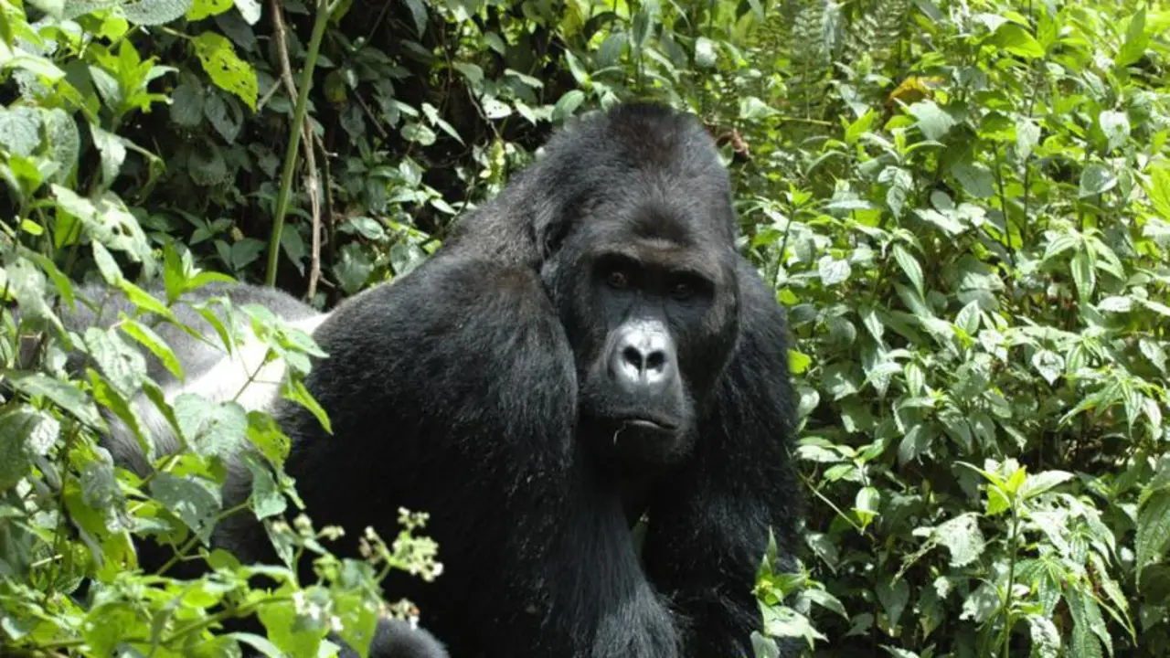 Gorila occidental de llanura en el Parque Nacional de Dzanga-Ndoki, Rep&uacute;blica Centroafricana. La mitad del territorio perdido previsto estar&aacute; en parques nacionales y otras &aacute;reas protegidas. / A. Stock