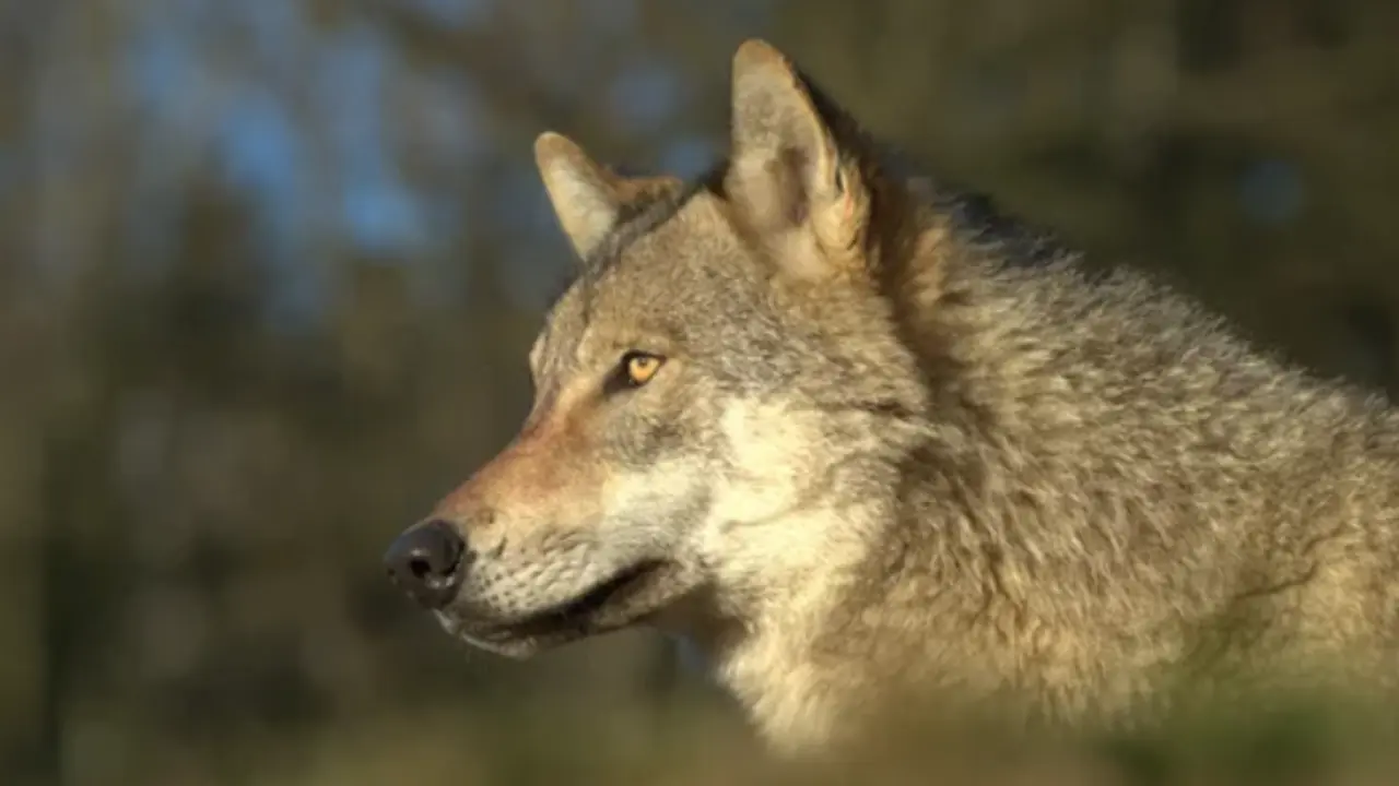 La clave del resurgimiento del lobo en Europa ha sido que el animal ha encontrado refugio en las zonas de entrenamiento militar. / A. S.