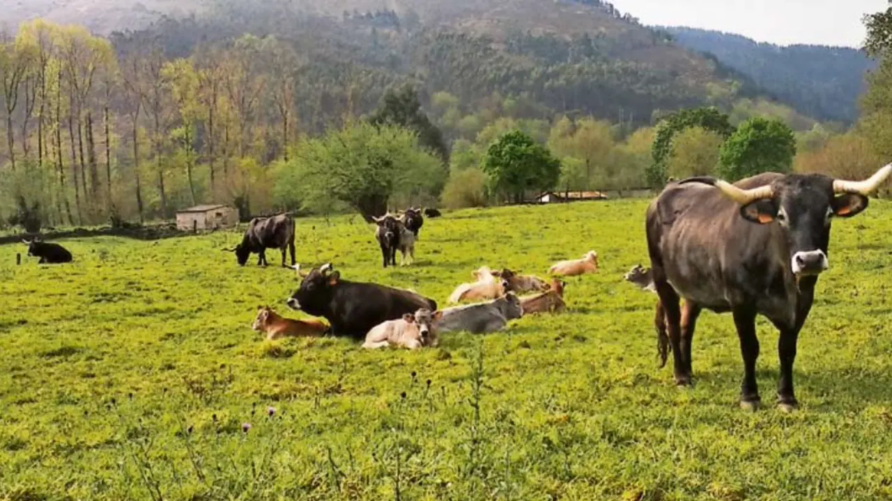 Un grupo de vacas tudancas. / Saja