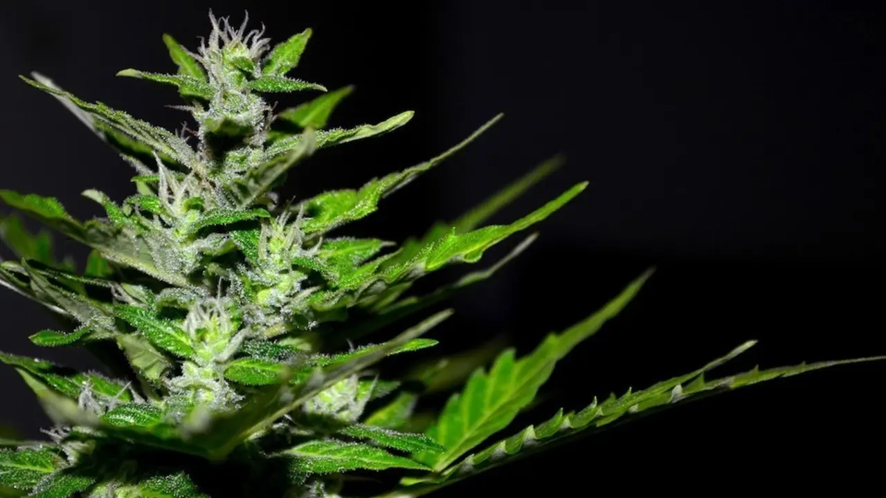 cannabis-2761102_1920__1_