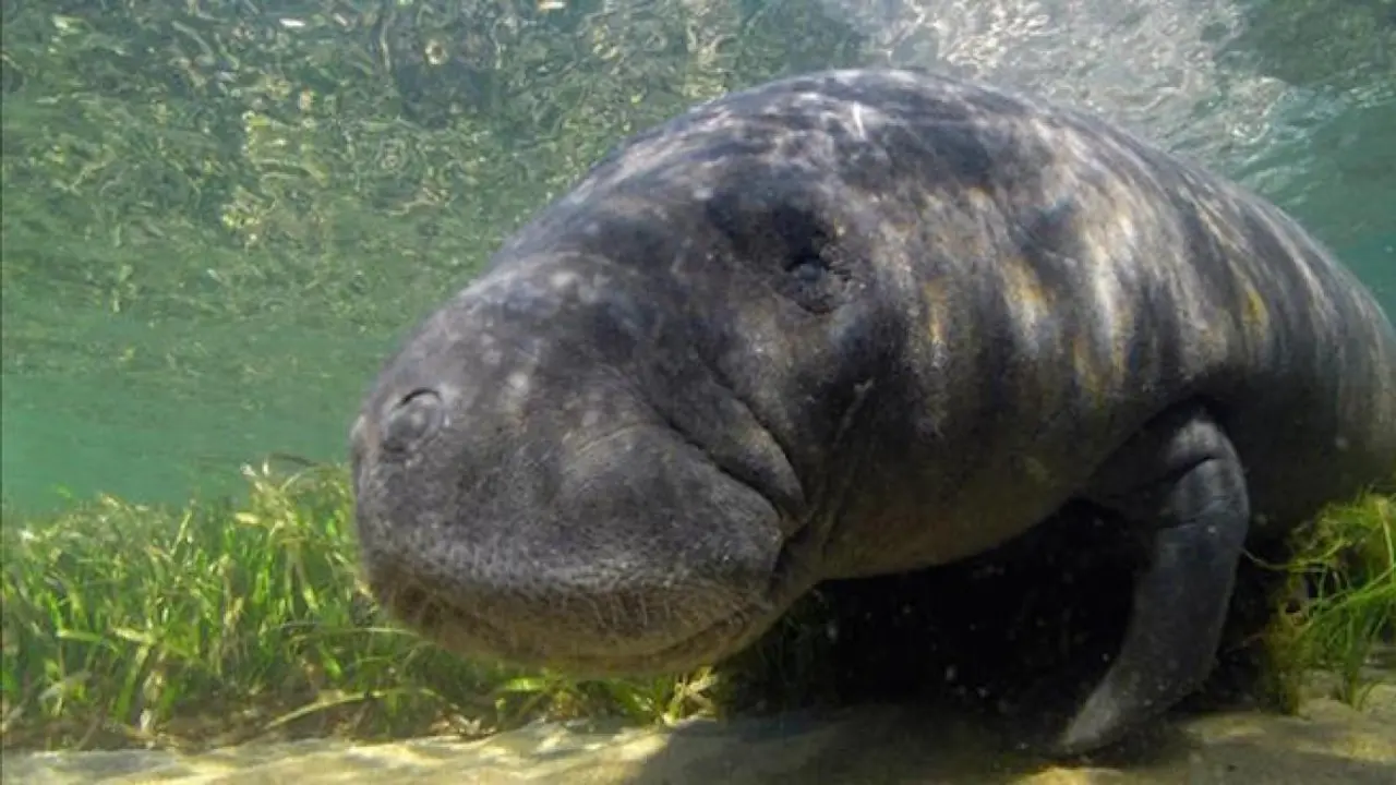 Fotograf&iacute;a sin fecha donde aparecen unos manat&iacute;es nadando en las orillas de la bah&iacute;a de Miami, Florida (EE.UU.). EFE/Ana Mengotti/Archivo