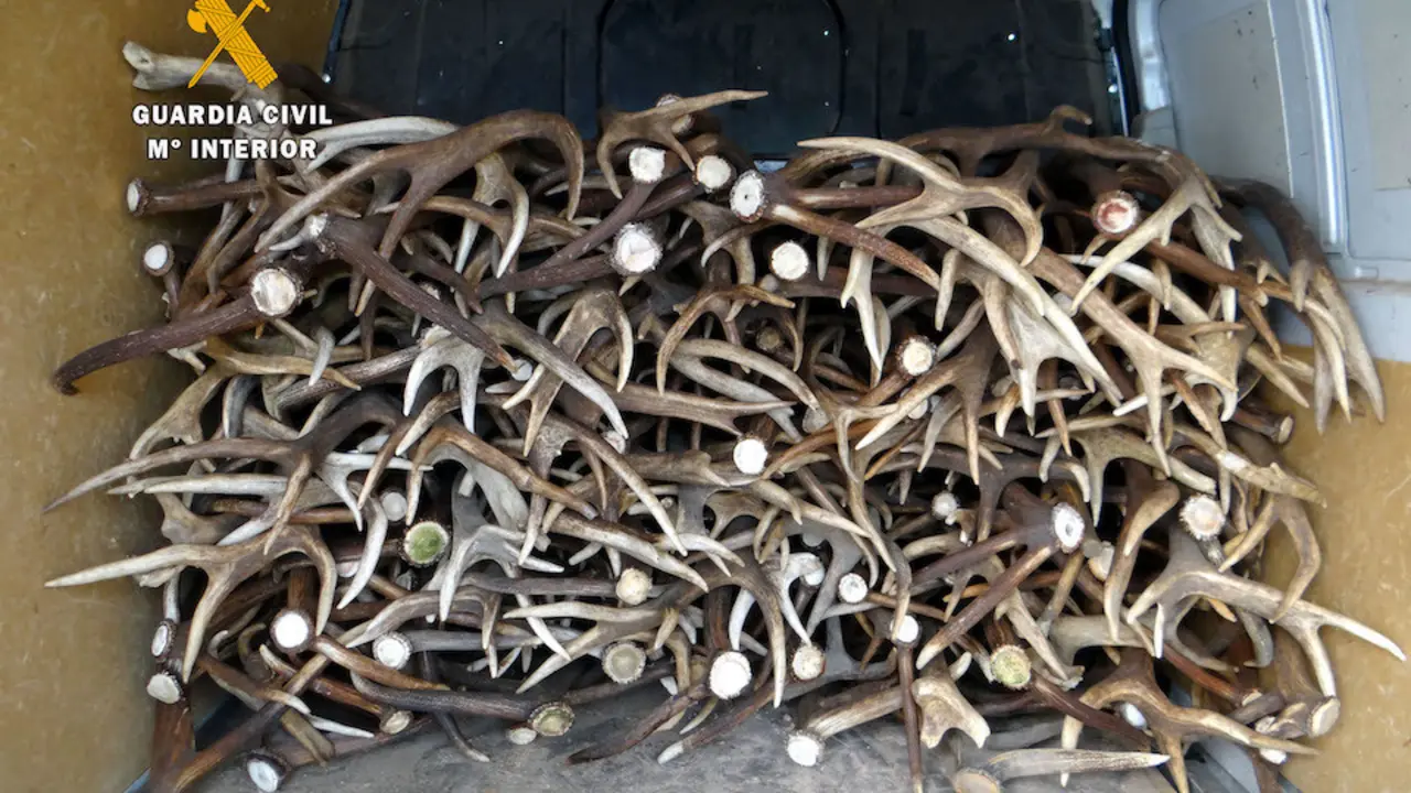 Unos 350 kilos de astas de venado incautado por la Guardia Civil. / OPC