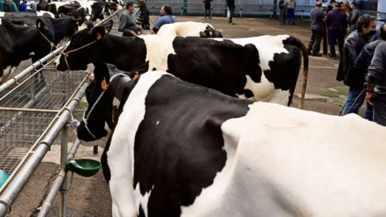 Varias cabezas de ganado en una feria en Torrelavega. / ALERTA