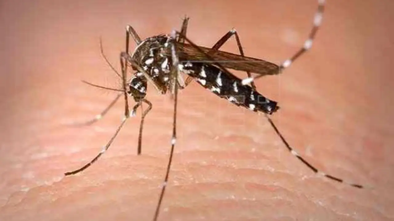 Imagen de recurso de un mosquito. EFE