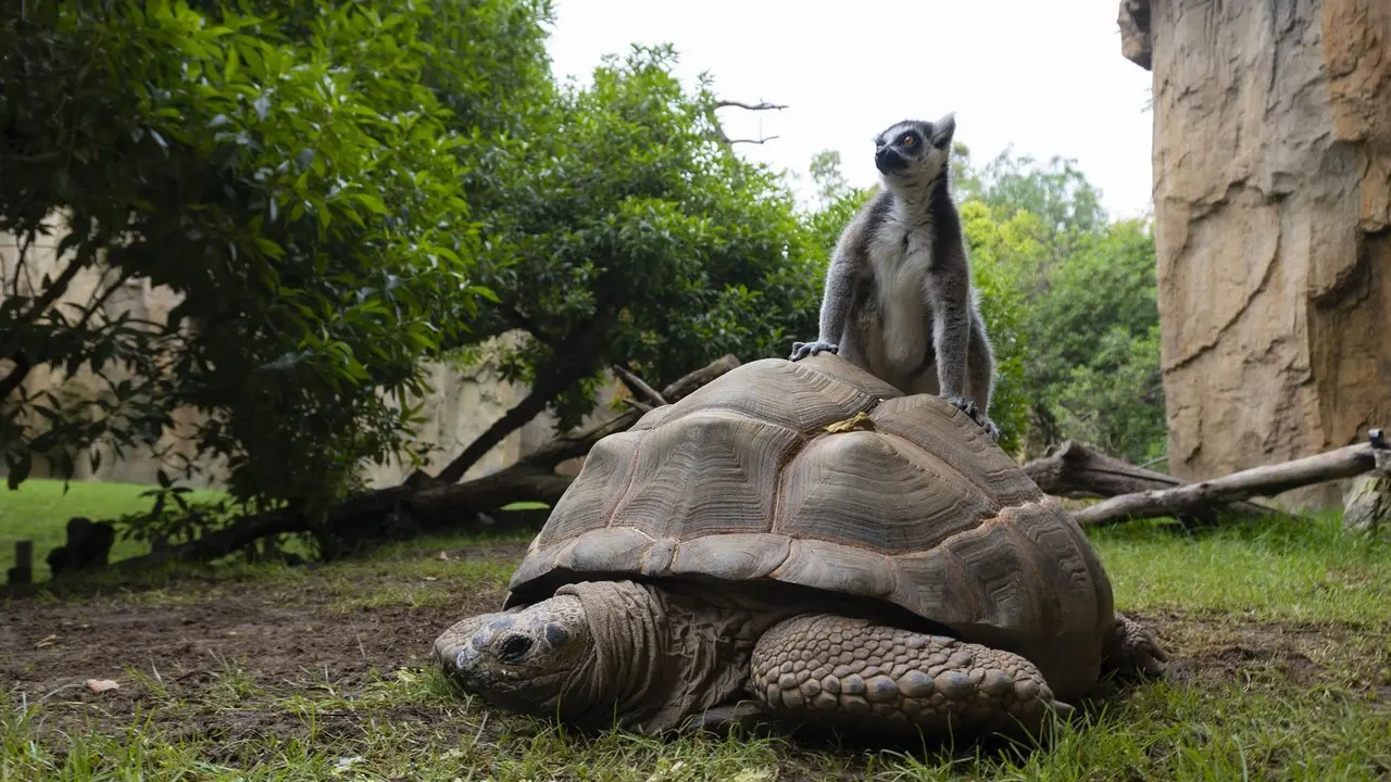 Tortugas gigantes en Bioparc